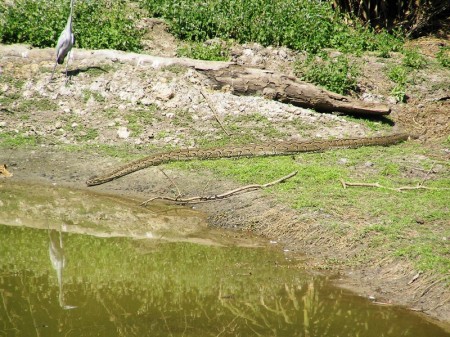 Python entering water Abuko Gambia
